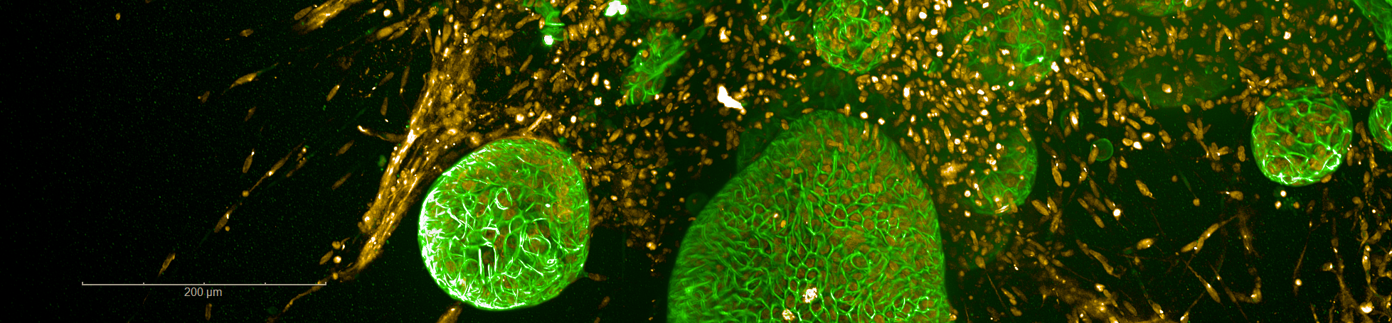 Image header of organoid